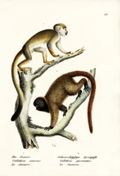 Singes écureuils, 1824